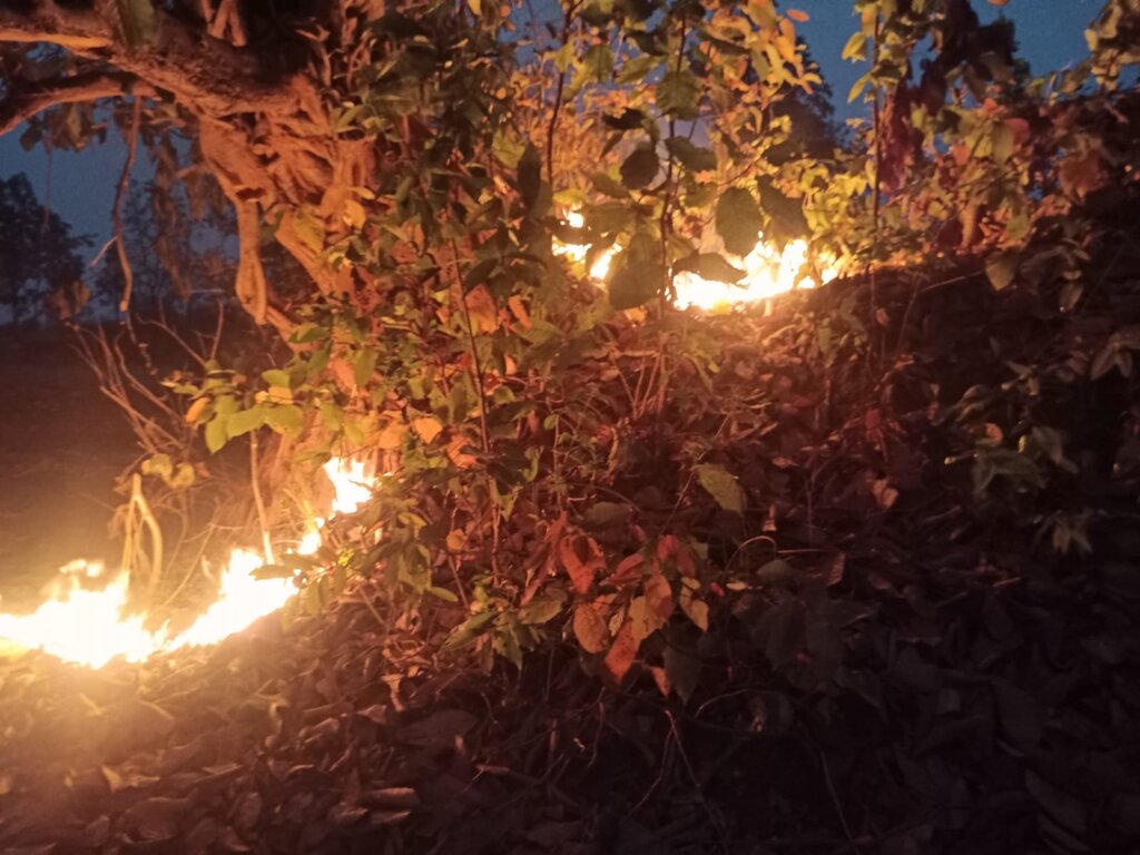 Saving Odisha Elephants from Human-Induced Fires