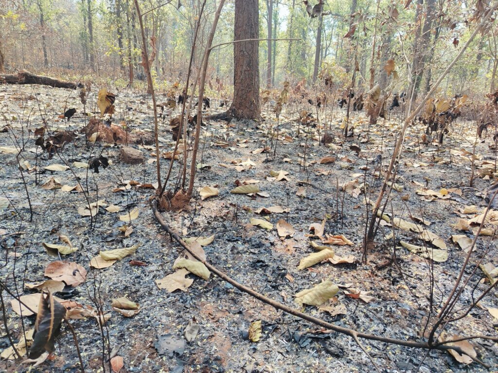 Saving Odisha Elephants from Human-Induced Fires