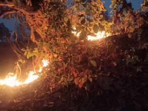 94,000+ Hectares of Forests Burned in 10 Years!