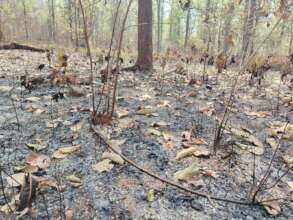 20,000 Saplings Reduced to Ashes