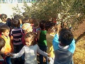 Kindergarteners harvesting olives