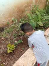 Plantation activity