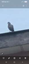 African laughing Dove with no trees on top of roof