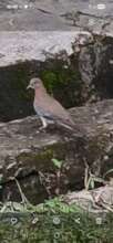 Concrete laughing Dove without trees in Lekki.Nig