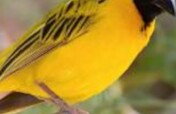 Bird-home trees initiative