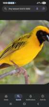Bird-home trees initiative