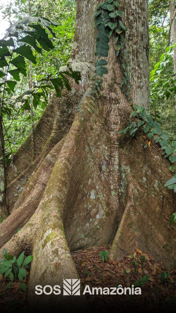 Protect the Amazon Rainforest