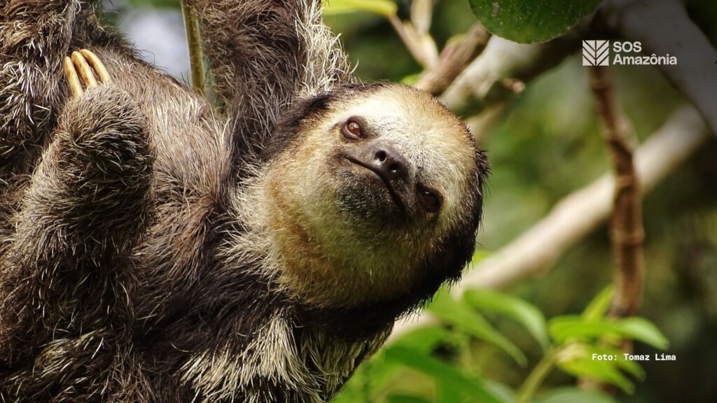 Protect the Amazon Rainforest