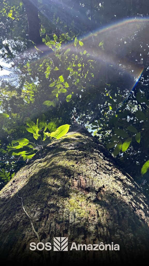 Protect the Amazon Rainforest