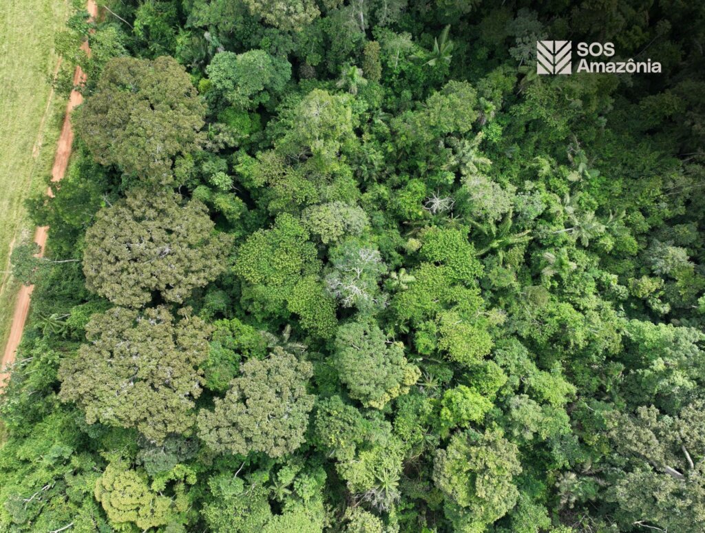 Protect the Amazon Rainforest