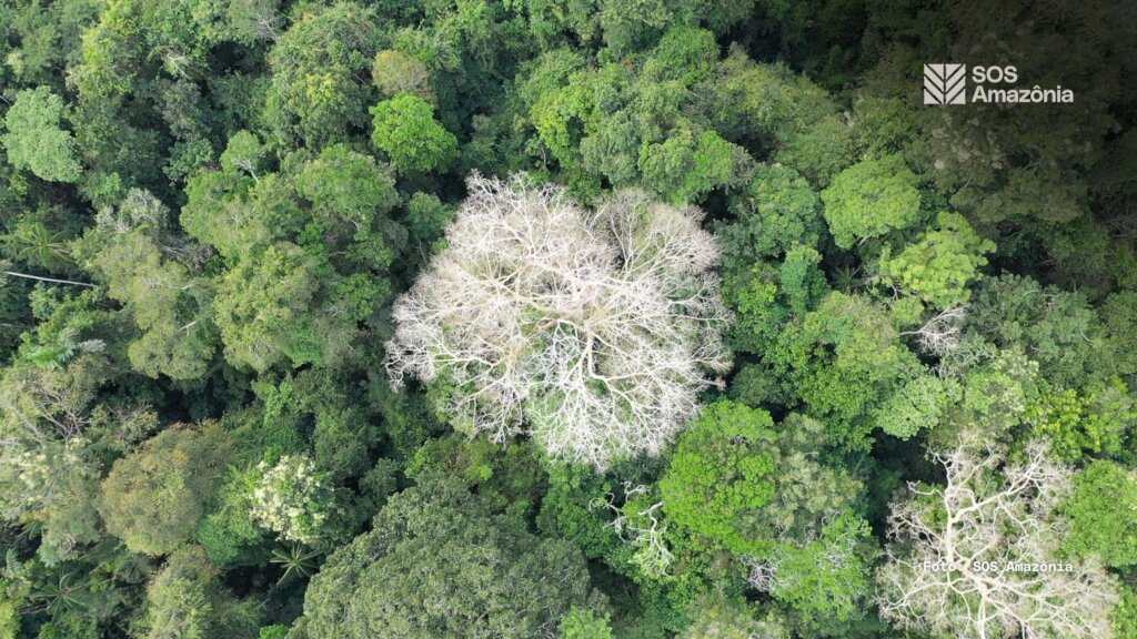 Protect the Amazon Rainforest