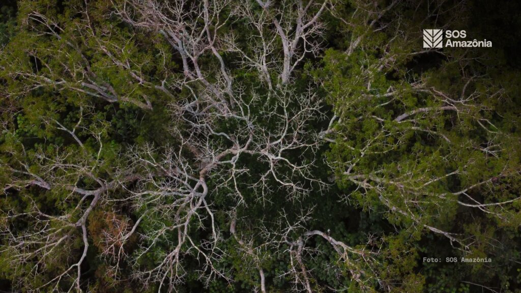 Protect the Amazon Rainforest