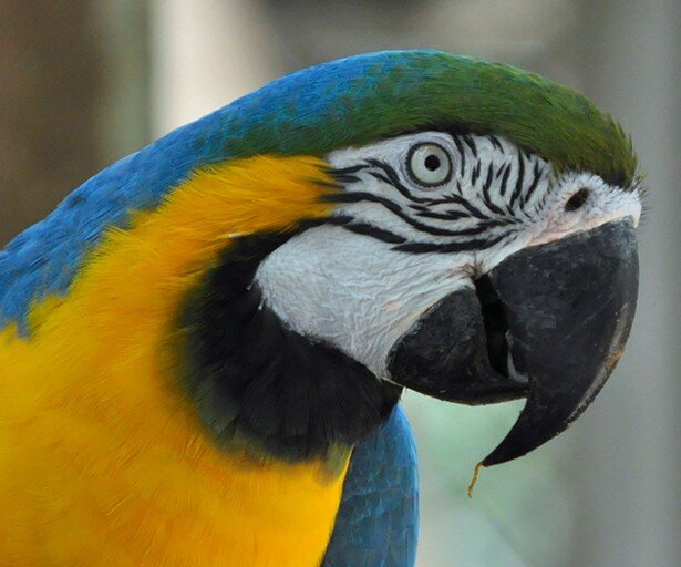 Protect the Amazon Rainforest