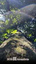 Arvore nativa