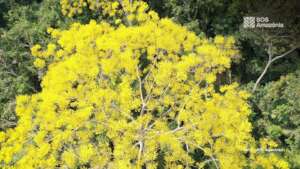 Amarelo