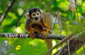 Protect the Amazon Rainforest
