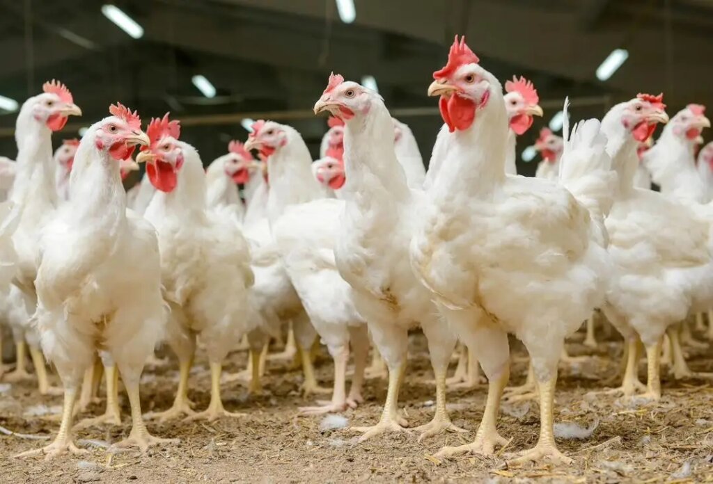 Donate Chickens to Feed Orphans in Goma