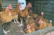 Donate Chickens to Feed Orphans in Goma