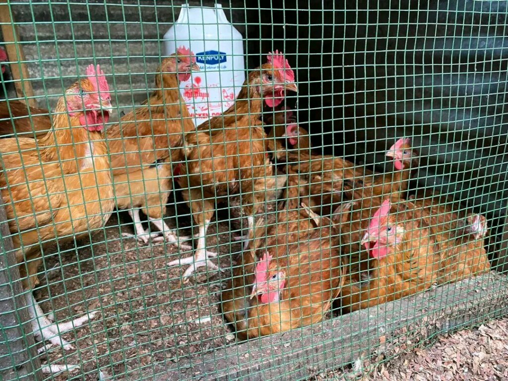 Donate Chickens to Feed Orphans in Goma