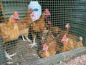 Donate Chickens to Feed Orphans in Goma