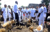 Donate Goats to Feed Orphans in Goma