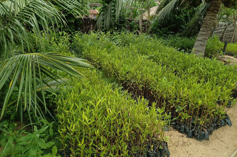 Save Keta Mangroves: Eco-Jobs for Ghana