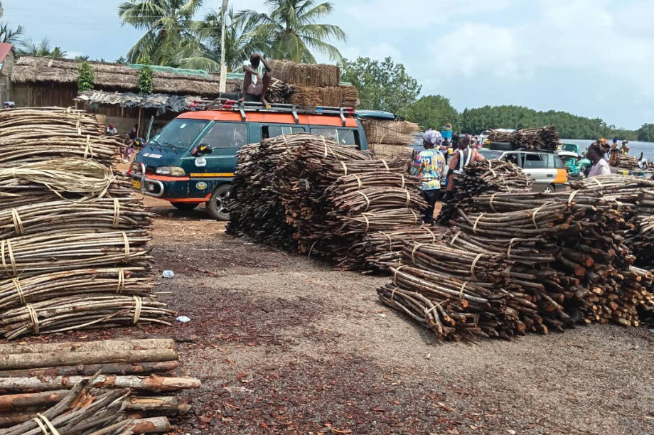 Save Keta Mangroves: Eco-Jobs for Ghana