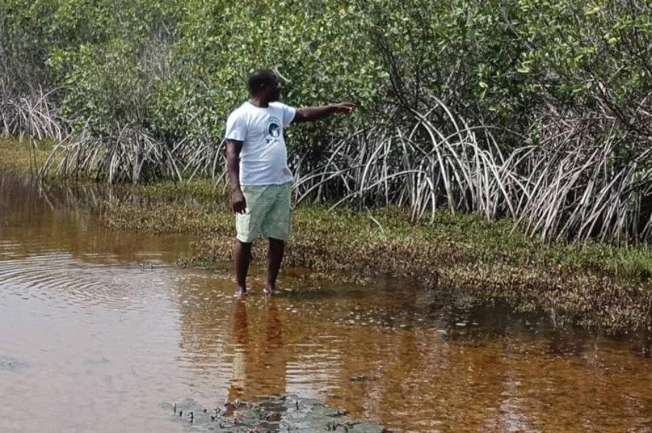 Save Keta Mangroves: Eco-Jobs for Ghana