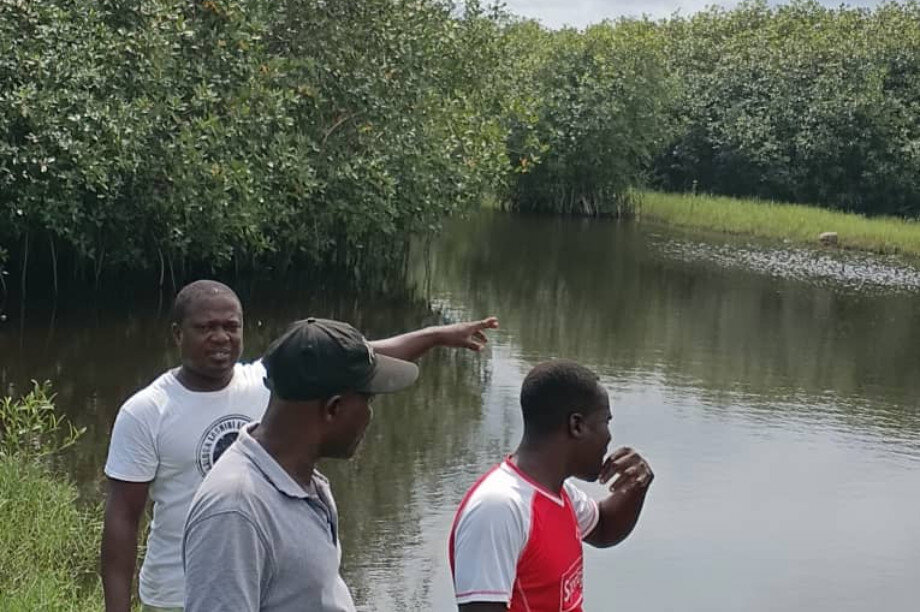 Save Keta Mangroves: Eco-Jobs for Ghana