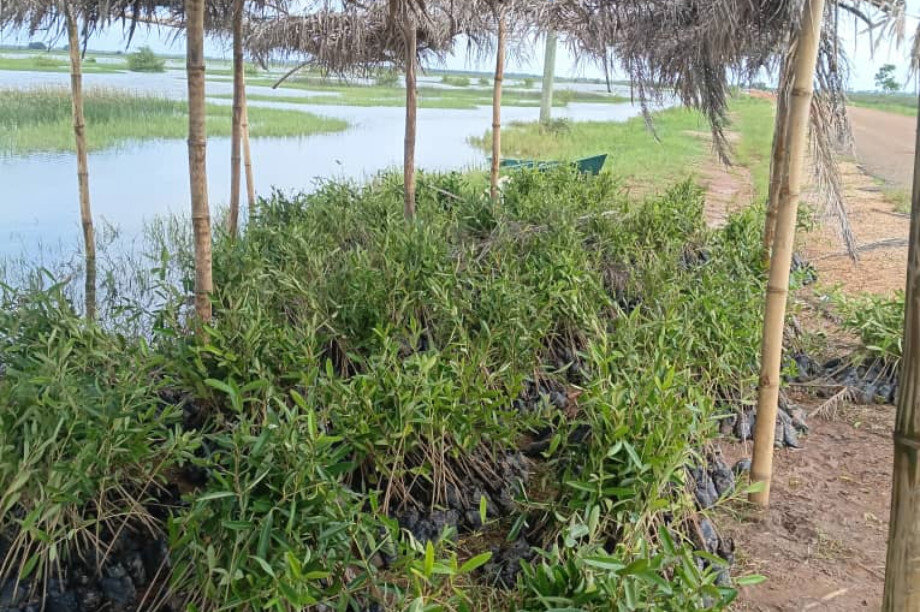 Save Keta Mangroves: Eco-Jobs for Ghana