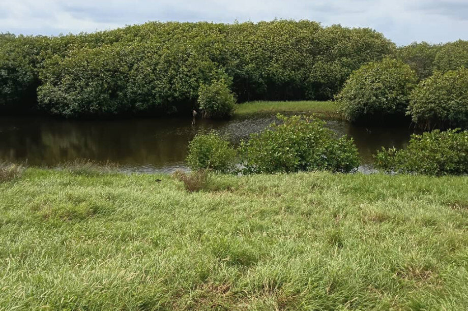 Save Keta Mangroves: Eco-Jobs for Ghana