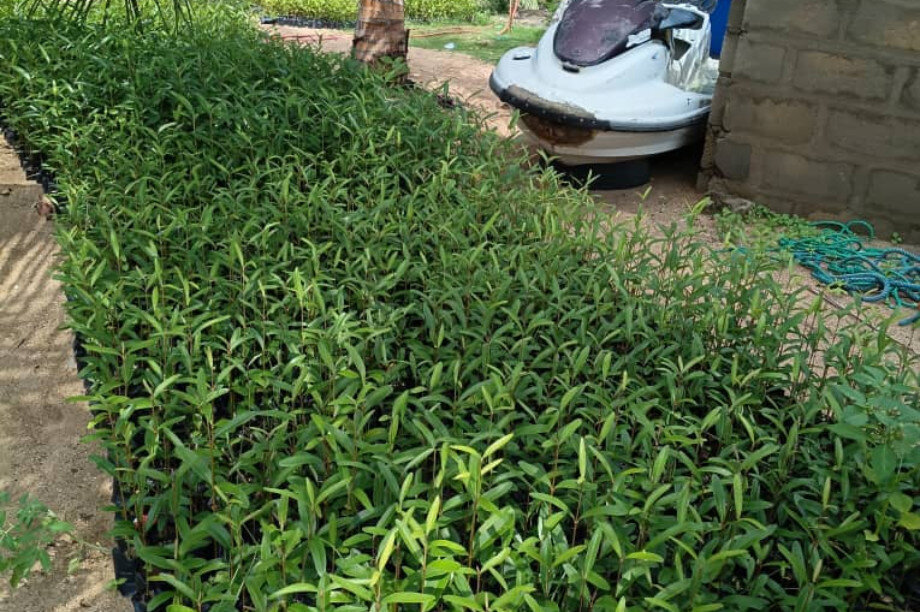 Save Keta Mangroves: Eco-Jobs for Ghana
