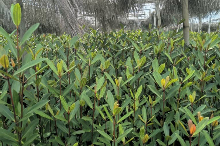 Save Keta Mangroves: Eco-Jobs for Ghana