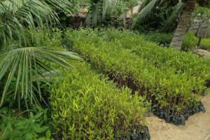 Mangrove Nursery