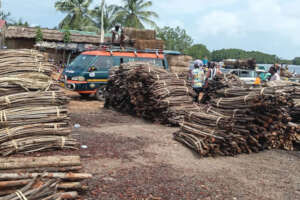 Mangroves Deforestation