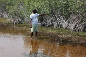 Mangrove conservation for climate resilience