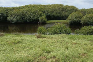 Mangroves: Fighting Climate Change
