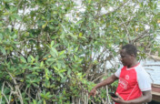 Save Keta Mangroves: Eco-Jobs for Ghana