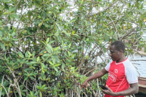 Save Keta Mangroves: Eco-Jobs for Ghana