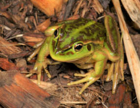 Returning a Lost Voice to Winton Wetlands