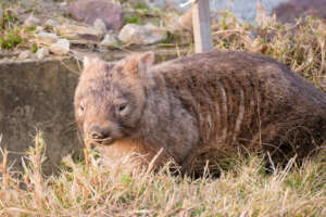 Supporting community-led treatment for wombats