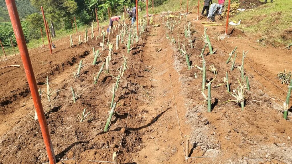 Multicultural partners plant cocoa in the DR Congo