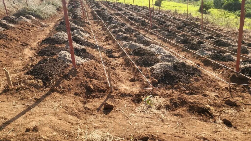 Multicultural partners plant cocoa in the DR Congo