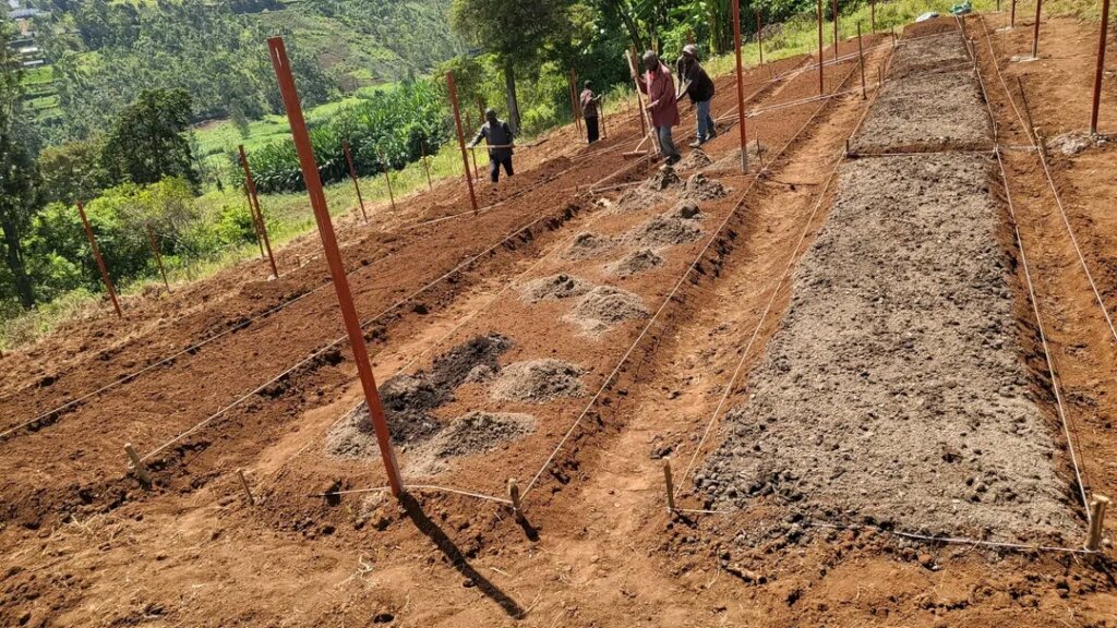 Multicultural partners plant cocoa in the DR Congo