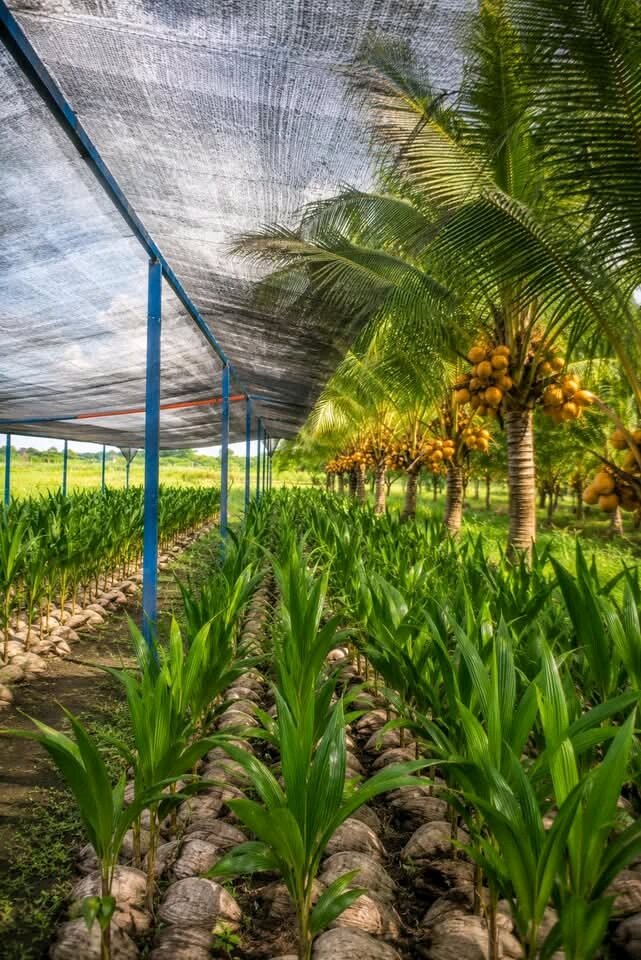 Multicultural partners plant cocoa in the DR Congo