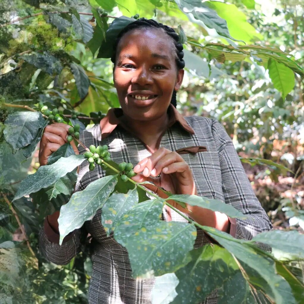 Multicultural partners plant cocoa in the DR Congo