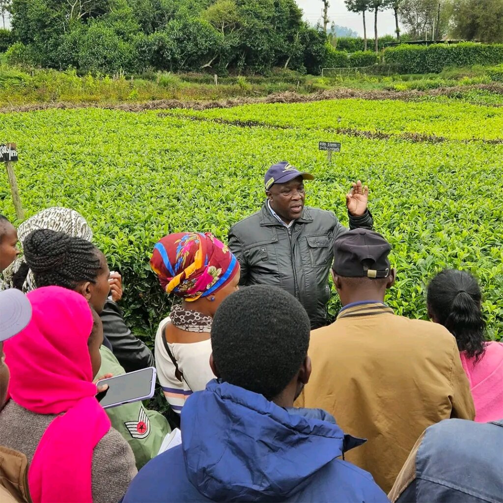 Multicultural partners plant cocoa in the DR Congo