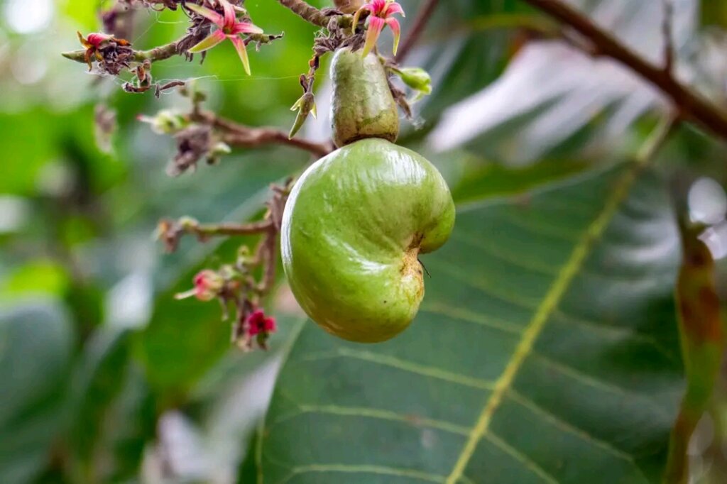 Multicultural partners plant cocoa in the DR Congo