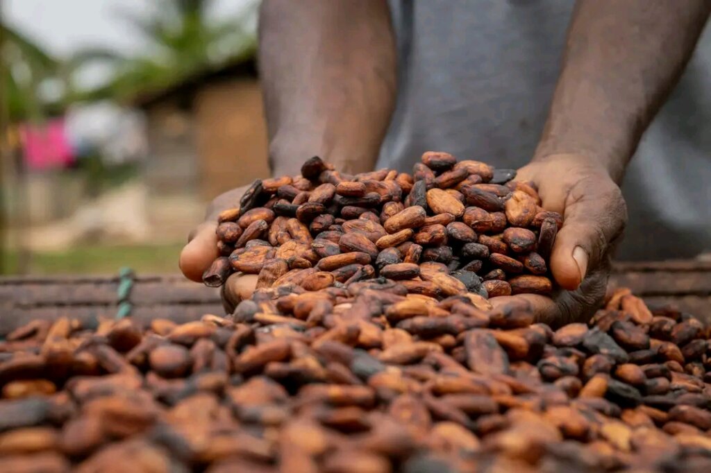 Multicultural partners plant cocoa in the DR Congo