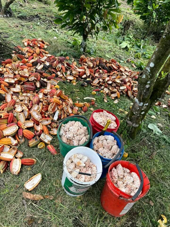 Multicultural partners plant cocoa in the DR Congo